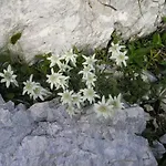 דירה And Kravanja *