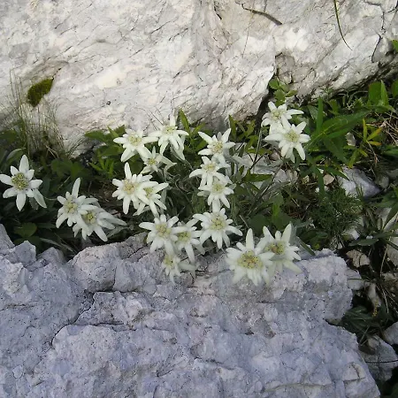 Lejlighed And Kravanja *