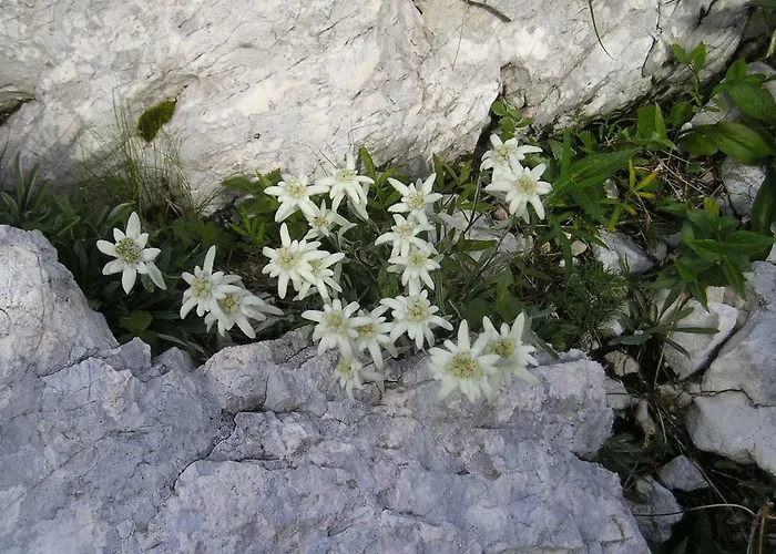 Διαμέρισμα And Kravanja *